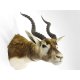 Hirschziegenantilope Kopfpräparat mit Genehmigung zum Verkauf