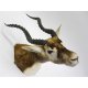 Hirschziegenantilope Kopfpräparat mit Genehmigung zum Verkauf