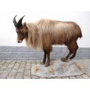 TAHR Himalaya Thar Ziege Ganzpräparat aus Neuseeland...