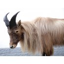 TAHR Himalaya Thar Ziege Ganzpräparat aus Neuseeland mit VMG (Hemitragus jemlahicus)