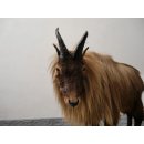 TAHR Himalaya Thar Ziege Ganzpräparat aus Neuseeland mit VMG (Hemitragus jemlahicus)