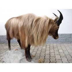 TAHR Himalaya Thar Ziege Ganzpräparat aus Neuseeland mit VMG (Hemitragus jemlahicus)