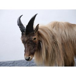 TAHR Himalaya Thar Ziege Ganzpräparat aus Neuseeland mit VMG (Hemitragus jemlahicus)