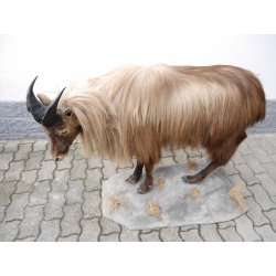 TAHR Himalaya Thar Ziege Ganzpräparat aus Neuseeland mit VMG (Hemitragus jemlahicus)