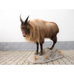 TAHR Himalaya Thar Ziege Ganzpräparat aus Neuseeland mit VMG (Hemitragus jemlahicus)