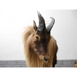 TAHR Himalaya Thar Ziege Ganzpräparat aus Neuseeland mit VMG (Hemitragus jemlahicus)