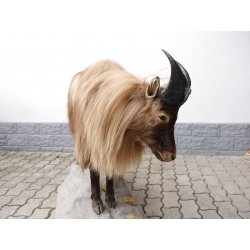 TAHR Himalaya Thar Ziege Ganzpräparat aus Neuseeland mit VMG (Hemitragus jemlahicus)