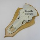 Placa para trofeos de ciervo SPITZ  para ciervos grandes en roble claro ALTURA 45 cm