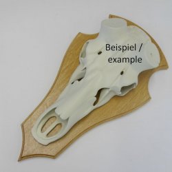 Placa para trofeos de ciervo SPITZ  para ciervos grandes en roble claro ALTURA 45 cm