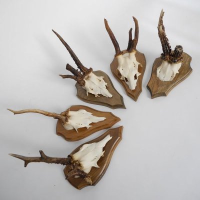 GTK 5x Rehbock Trophäenschilder Eiche Hell + Gehörnklammern - Für Jagdtrophäen