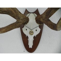 kapitales ROTHIRSCH Geweih Hirschgeweih 10 Ender mit Deko Bronzemedallie