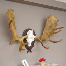 gro&szlig;es kapitales Elchgeweih Elch Geweih Moose Antlers Jagdtroph&auml;e Trophy, Gewicht 22,4 kg