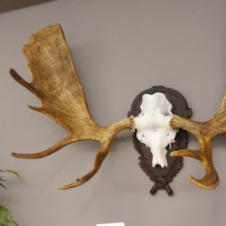 großes kapitales Elchgeweih Elch Geweih Moose Antlers Jagdtrophäe Trophy, Gewicht 22,4 kg