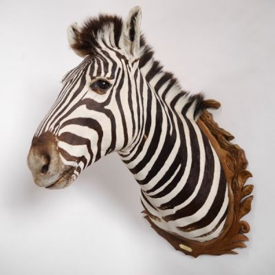 wunderschönes ZEBRA Steppenzebra Kopf Schulter Präparat Afrika Kopfpräparat