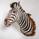 wunderschönes ZEBRA Steppenzebra Kopf Schulter Präparat Afrika Kopfpräparat