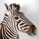 wunderschönes ZEBRA Steppenzebra Kopf Schulter Präparat Afrika Kopfpräparat