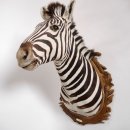 wunderschönes ZEBRA Steppenzebra Kopf Schulter Präparat Afrika Kopfpräparat