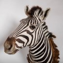 wunderschönes ZEBRA Steppenzebra Kopf Schulter Präparat Afrika Kopfpräparat
