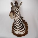 wunderschönes ZEBRA Steppenzebra Kopf Schulter Präparat Afrika Kopfpräparat