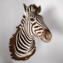 wunderschönes ZEBRA Steppenzebra Kopf Schulter Präparat Afrika Kopfpräparat