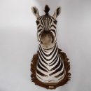 wunderschönes ZEBRA Steppenzebra Kopf Schulter Präparat Afrika Kopfpräparat