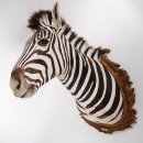 wunderschönes ZEBRA Steppenzebra Kopf Schulter Präparat Afrika Kopfpräparat