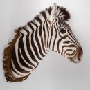 wunderschönes ZEBRA Steppenzebra Kopf Schulter Präparat Afrika Kopfpräparat