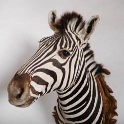 wunderschönes ZEBRA Steppenzebra Kopf Schulter Präparat Afrika Kopfpräparat