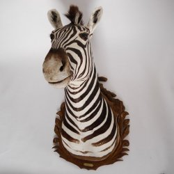 wunderschönes ZEBRA Steppenzebra Kopf Schulter Präparat Afrika Kopfpräparat