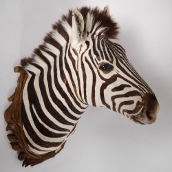 wunderschönes ZEBRA Steppenzebra Kopf Schulter Präparat Afrika Kopfpräparat