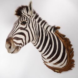wunderschönes ZEBRA Steppenzebra Kopf Schulter Präparat Afrika Kopfpräparat