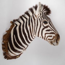 wunderschönes ZEBRA Steppenzebra Kopf Schulter Präparat Afrika Kopfpräparat