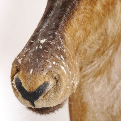 gro&szlig;es Hartebeest oder Kuhantilope Kopf Schulter Pr&auml;parat Haupt Kuh Antilope Afrika