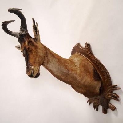 gro&szlig;es Hartebeest oder Kuhantilope Kopf Schulter Pr&auml;parat Haupt Kuh Antilope Afrika
