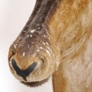 großes Hartebeest oder Kuhantilope Kopf Schulter Präparat Haupt Kuh Antilope Afrika