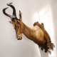 großes Hartebeest oder Kuhantilope Kopf Schulter Präparat Haupt Kuh Antilope Afrika