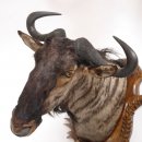 wunderschönes großes STREIFENGNU GNU Wildebeest Kopf Präparat Kopfpräparat