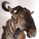 wunderschönes großes STREIFENGNU GNU Wildebeest Kopf Präparat Kopfpräparat