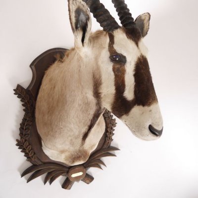 gro&szlig;artiges Oryx (Oryx gazella) Afrika Kopf Pr&auml;parat Antilope Spie&szlig;bock, H&ouml;he 147cm