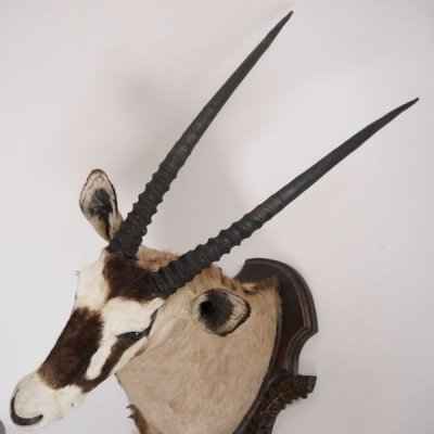 gro&szlig;artiges Oryx (Oryx gazella) Afrika Kopf Pr&auml;parat Antilope Spie&szlig;bock, H&ouml;he 147cm