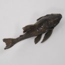 WELS Harnischwels Fisch Pr&auml;parat pr&auml;pariert, L18cm