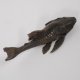 WELS Harnischwels Fisch Präparat präpariert, L18cm