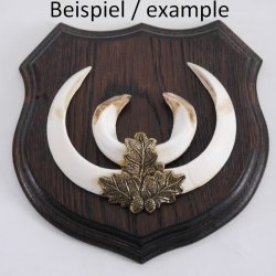 1x Wappenschild Keilerschild Wappenform Keiler Schild Wildschwein Trophäenschild, mittel AF 17cm