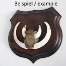 1x Wappenschild Wildschwein Trophäenschild Wappenform, AF 15cm, mit Keiler Kopf Abdeckung klein