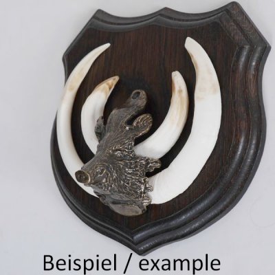 1x Wappenschild Wildschwein Troph&auml;enschild Wappenform, AF 17cm, mit Keiler Kopf Abdeckung gro&szlig;