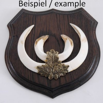 5x Wappenschild Keilerschild Wappenform Keiler Schild Wildschwein Troph&auml;enschild, mittel AF 17cm