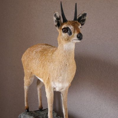 Klippspringer Pr&auml;parat auf Deko Felsen Afrika Antilope taxidermy