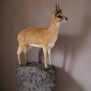 Klippspringer Pr&auml;parat auf Deko Felsen Afrika Antilope taxidermy