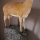 Klippspringer Präparat auf Deko Felsen Afrika Antilope taxidermy