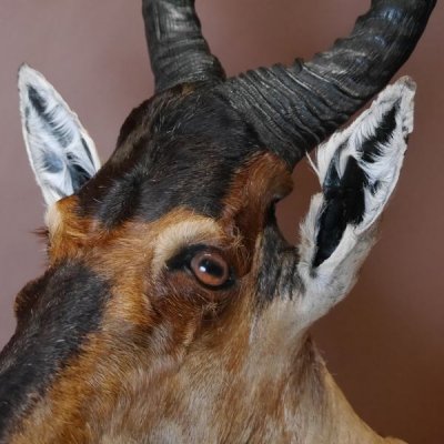 Hartebeest Kuhantilope Haupt Kuh Antilope Afrika Kopf Pr&auml;parat, H&ouml;he 102cm